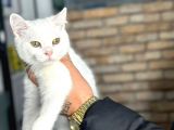 Uygun Fiyata Yumuşacık Tüylü British Shorthair