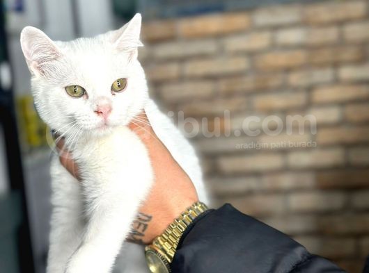 Uygun Fiyata Yumuşacık Tüylü British Shorthair görsel