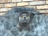 Uygun  Fi̇yata Bri̇ti̇sh Shorthai̇r Yavru Kedi̇