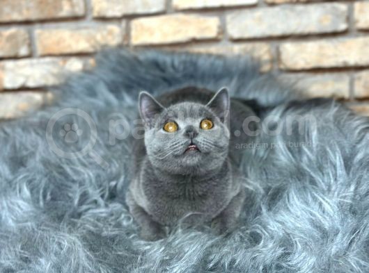 UYGUN  FİYATA BRİTİSH SHORTHAİR YAVRU KEDİ