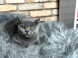Uygun  Fi̇yata Bri̇ti̇sh Shorthai̇r Yavru Kedi̇