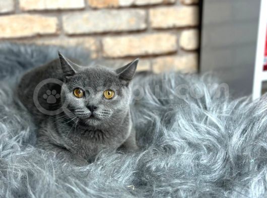 Uygun  Fi̇yata Bri̇ti̇sh Shorthai̇r Yavru Kedi̇ görsel