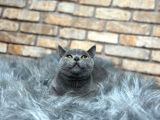 Uygun  Fi̇yata Bri̇ti̇sh Shorthai̇r Yavru Kedi̇