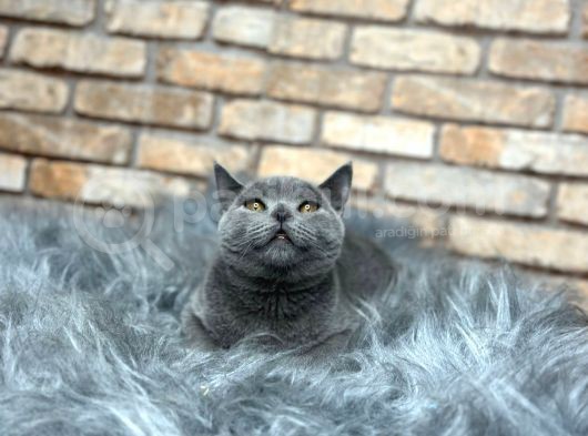 Uygun  Fi̇yata Bri̇ti̇sh Shorthai̇r Yavru Kedi̇ görsel
