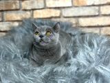 Uygun  Fi̇yata Bri̇ti̇sh Shorthai̇r Yavru Kedi̇
