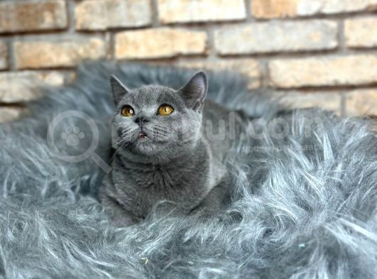 Uygun  Fi̇yata Bri̇ti̇sh Shorthai̇r Yavru Kedi̇ görsel