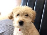 Maltipoo