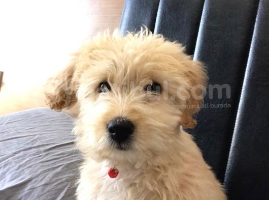 Maltipoo görsel