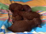 Red Brown Irk Garantili