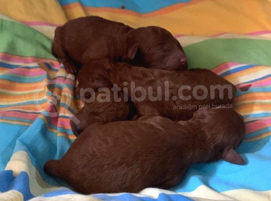 Red Brown Irk Garantili
