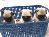 Pug Mobs Yavrulari Teslime Hazır