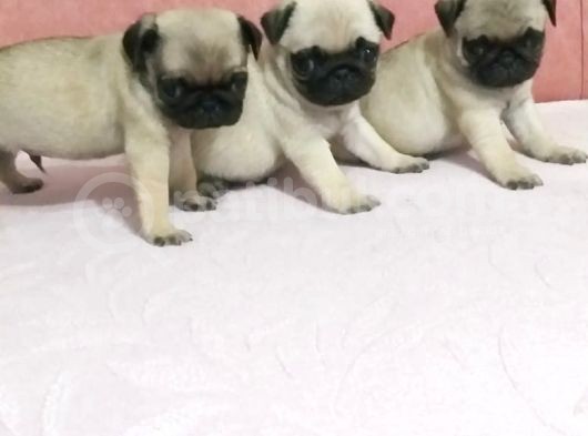 Pug Mobs Yavrulari Teslime Hazır görsel