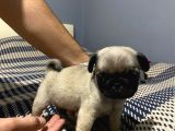 Pug Mobs yavrulari Teslime hazır