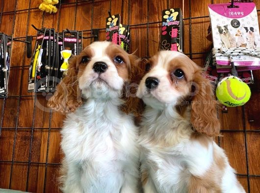 Mükemmel Kalitede Cavalier Bebekler Için Acele Edin görsel