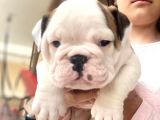Üst Kalite İngiliz Bulldog Bebeklerimiz
