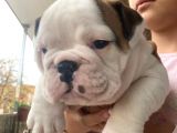 Üst Kalite İngiliz Bulldog Bebeklerimiz
