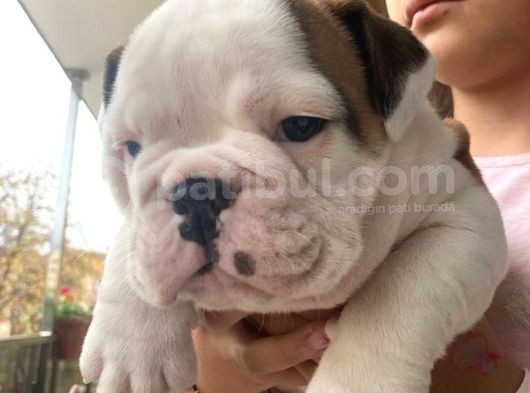 Üst Kalite İngiliz Bulldog Bebeklerimiz görsel