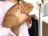 Üst Kalite İngiliz Bulldog Bebeklerimiz