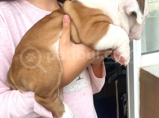 Üst Kalite İngiliz Bulldog Bebeklerimiz görsel