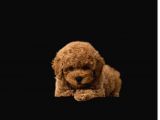 Mükemmel Kalitedeki Toy Poodle Yavrularımız