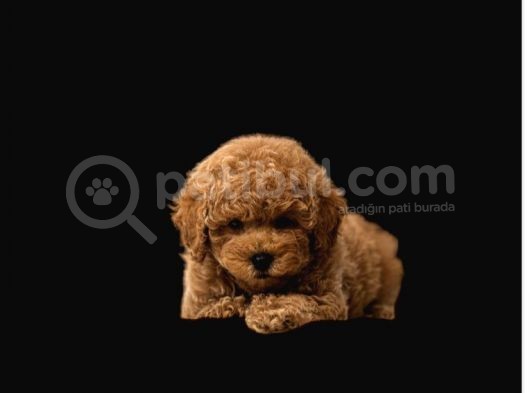 Mükemmel Kalitedeki Toy Poodle Yavrularımız görsel