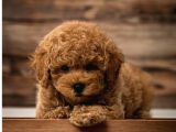 Mükemmel Kalitedeki Toy Poodle Yavrularımız