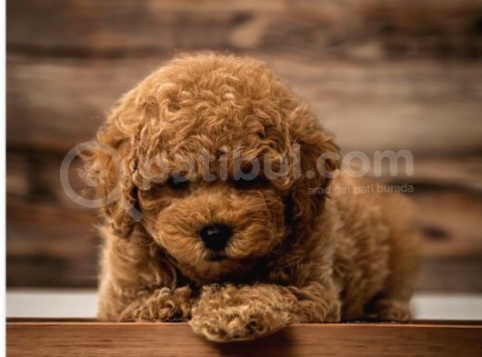 Mükemmel Kalitedeki Toy Poodle Yavrularımız