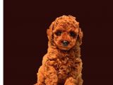 Antialerjik Toy Poodle Yavrularım