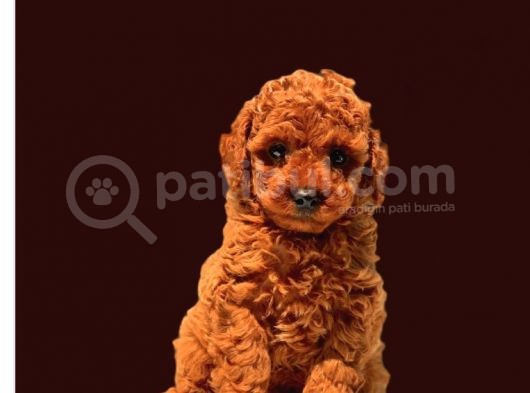 Antialerjik Toy Poodle Yavrularım görsel