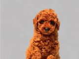 Antialerjik Toy Poodle Yavrularım