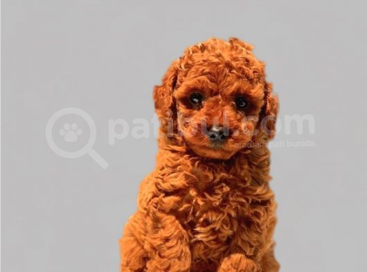 Antialerjik Toy Poodle Yavrularım