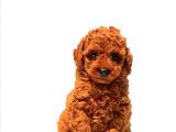 Antialerjik Toy Poodle Yavrularım