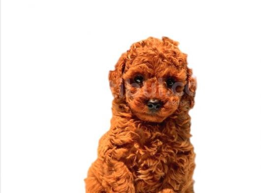 Antialerjik Toy Poodle Yavrularım görsel
