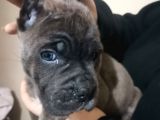 Canecorso Ukifed A Scr Mükemmel Kalite