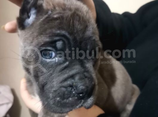 Canecorso Ukifed A Scr Mükemmel Kalite görsel
