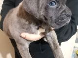 Canecorso Ukifed A Scr Mükemmel Kalite