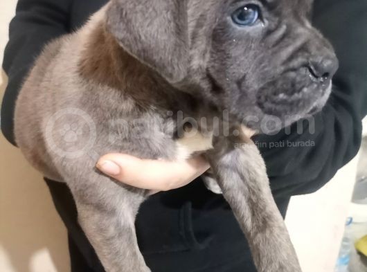 Canecorso Ukifed A Scr Mükemmel Kalite görsel