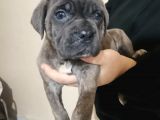 Canecorso Ukifed A Scr Mükemmel Kalite