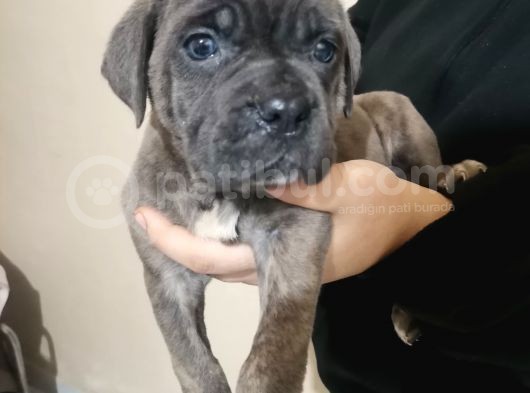 Canecorso Ukifed A Scr Mükemmel Kalite görsel