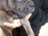 Canecorso Ukifed A scr mükemmel kalite
