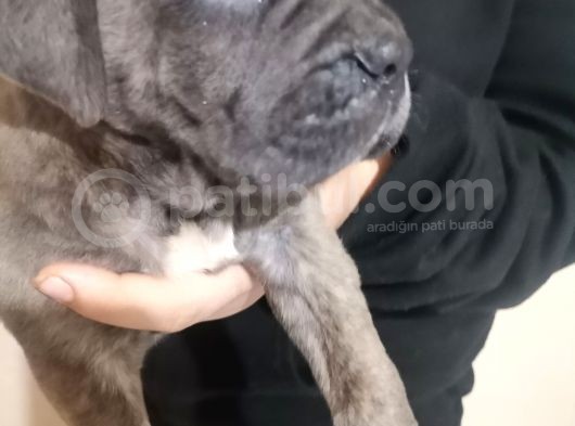 Canecorso Ukifed A Scr Mükemmel Kalite