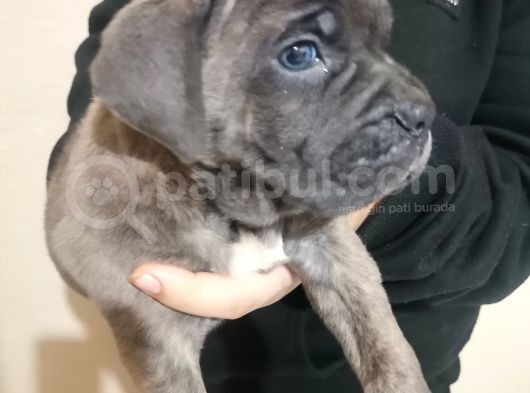 Canecorso Ukifed A Scr Mükemmel Kalite görsel