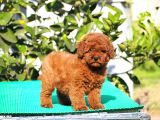Red Brown Poodle Yavrularımız