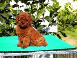 Red Brown Poodle Yavrularımız