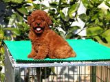 Red Brown Poodle Yavrularımız