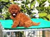 Red Brown Poodle Yavrularımız