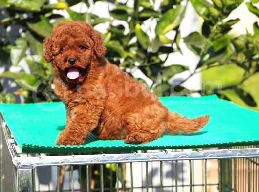 Red Brown Poodle Yavrularımız