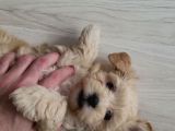Mükemmel Maltipoo Yavrumuz Bursa Çiftlikten