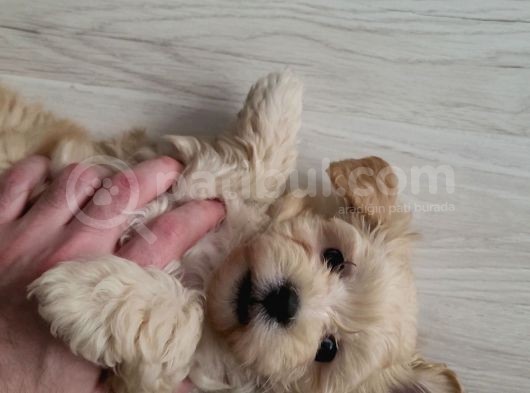 Mükemmel Maltipoo Yavrumuz Bursa Çiftlikten görsel