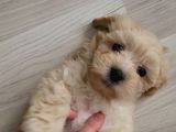 Mükemmel Maltipoo Yavrumuz Bursa Çiftlikten